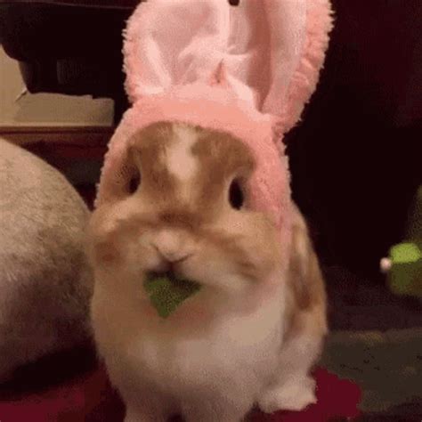 funny rabbit gif|happy rabbit gif.